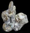 Hoploscaphites Ammonite Cluster - South Dakota #60240-3